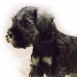 Miniature Schnauzer Puppies from Axcium Miniature Schnauzers