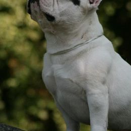 French Bulldog All Grown Up from Suirac French Bulldogs