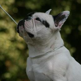 French Bulldog All Grown Up from Suirac French Bulldogs