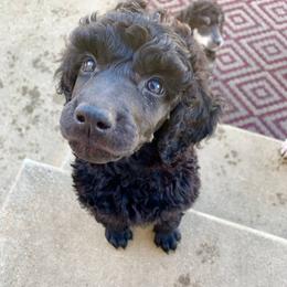Poodle Puppies from Cosmic Caliber Standard Poodles