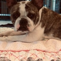 Bouvier - French Bulldog