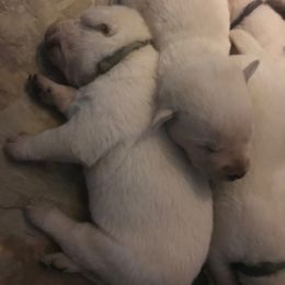 Labrador Retriever Puppies from Granite Creek Kennel