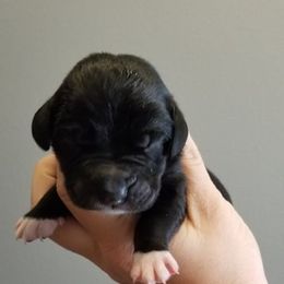 Great Dane Puppies from Dynamic Danes