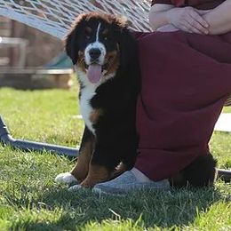 Bernese Mountain Dog Puppies from Swamp Creek Berners