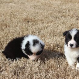 Border Collie Puppies from Flat Rock Border Collies