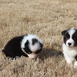 Border Collie Puppies from Flat Rock Border Collies