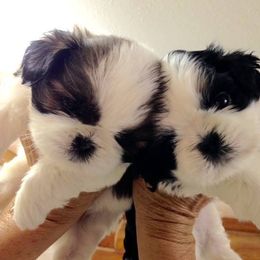 Fantasy Shih Tzu breeder of Shih Tzu