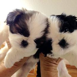 Fantasy Shih Tzu breeder of Shih Tzu