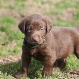 Labrador Retriever Puppies from Triple Creek Kennel