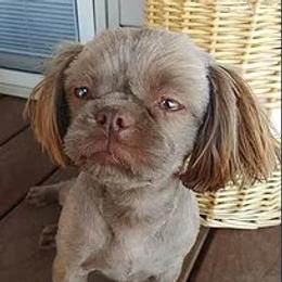 Nyxi - Shih Tzu
