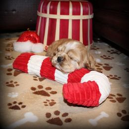 Chole's Cocker Spaniels breeder of Cocker Spaniel