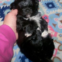 Bedlem Havanese breeder of Havanese