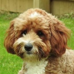 Goldendoodle adult dog