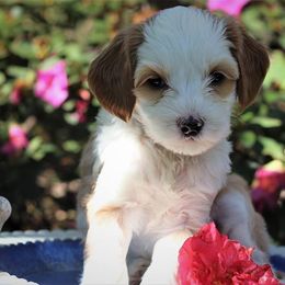 Australian Labradoodle Puppies from Mandevilla Labradoodles