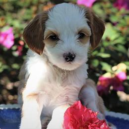 Australian Labradoodle Puppies from Mandevilla Labradoodles