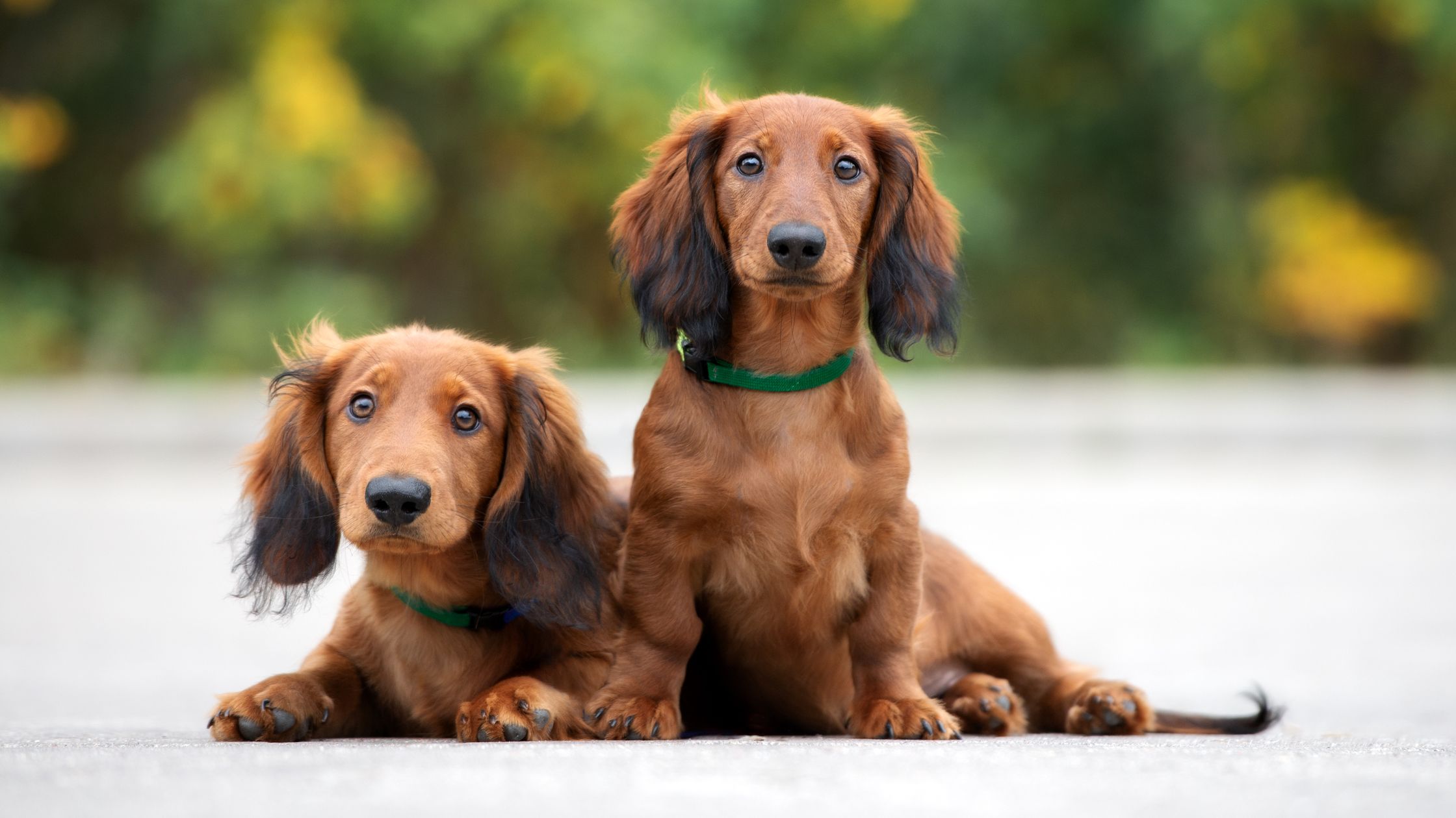 Long haired best sale dachshunds near me