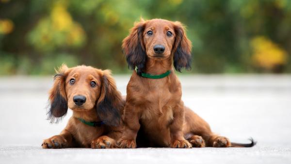 Find Dachshund puppies for sale near New Jersey