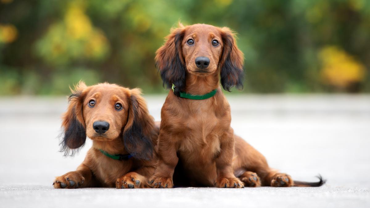 25 cute Dachshund puppies for sale | Good Dog