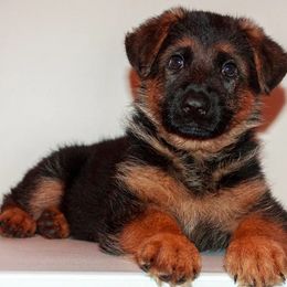 German Shepherd Puppies from Brimka Haus German Shepherds