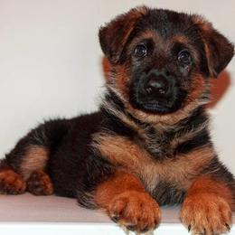 German Shepherd Puppies from Brimka Haus German Shepherds