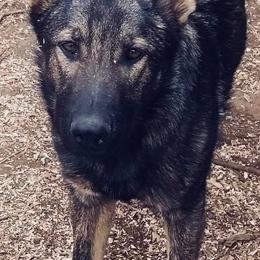 German Shepherd Puppies from Lost Creek German Shepherds LLC