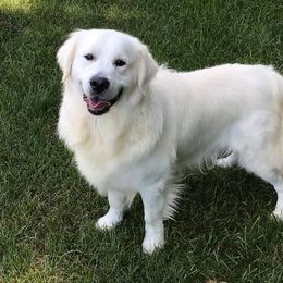 Golden Retriever All Grown Up from Chantilly Rose Hoffman Puppies
