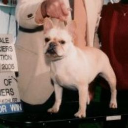 Leah - French Bulldog