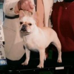 Leah - French Bulldog