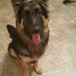 German Shepherd Puppies from Lost Creek German Shepherds LLC