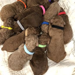 Poodle Puppies from rondiesreds