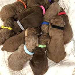 Poodle Puppies from rondiesreds
