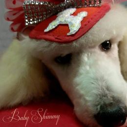 Poodle Puppies from Countryside Standard Poodles