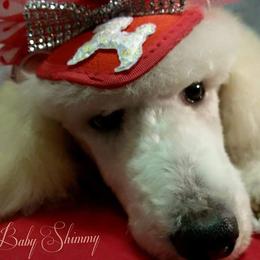 Poodle Puppies from Countryside Standard Poodles