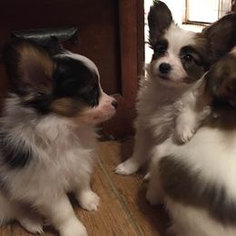 Papillon Puppies from Heise Papillons