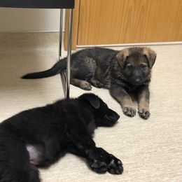 German Shepherd Puppies from Stacey’s German Shepherds