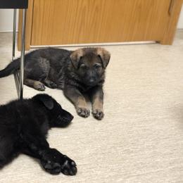 German Shepherd Puppies from Stacey’s German Shepherds