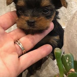 Yorkshire Terrier Puppies from Enchanted by Yorkies