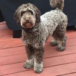 Lacie - Australian Labradoodle