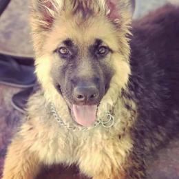 German Shepherd Puppies from Lost Creek German Shepherds LLC