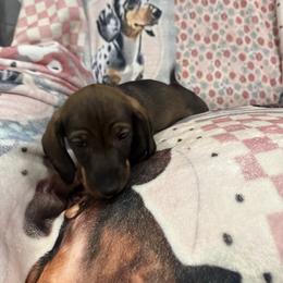 Finn - Wild boar male Dachshund puppy in Superior, Montana from Never Land Dachshunds of Montana