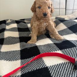 Baby red - Cream male Poodle puppy in Meyersdale, Pennsylvania from Annie’s Toy Poodles