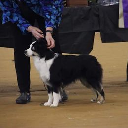 Miniature American Shepherd, Miniature Australian Shepherd, and Toy Australian Shepherd Puppies from Shade Tree Aussies