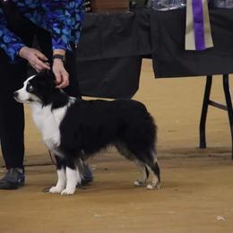 Miniature American Shepherd, Miniature Australian Shepherd, and Toy Australian Shepherd Puppies from Shade Tree Aussies