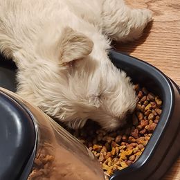 Scottish Terriers from Scottie Love