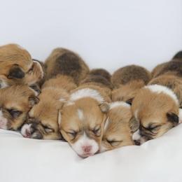 Pembroke Welsh Corgi Puppies from Celtic Corgis