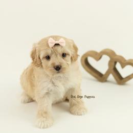 Champaign (White Collar) - Apricot female Cavapoo puppy in Republic, Missouri from Red Skye Puppies