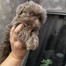 Lilly - Lilac female Shih Tzu puppy in Apple Valley, California from Southern California Shih Tzu Palace