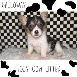 Galloway - Black and white female American Corgi puppy in Greenwood, Indiana from Witch Creek Corgis