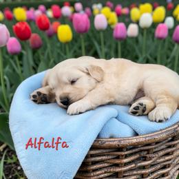 Alfalfa - Light golden male Golden Retriever puppy in Marietta, Oklahoma from Dogs of Diamond B
