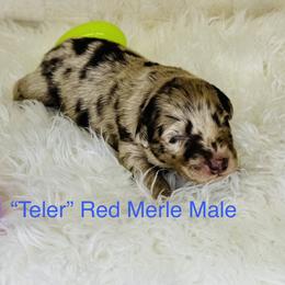 Teler - Red merle male Australian Shepherd puppy in Texas from Legendary Canines